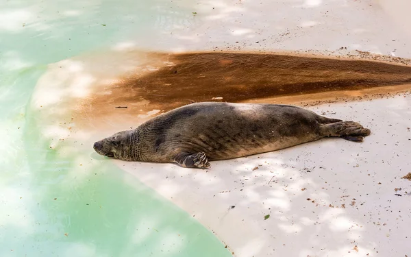 Brown fur seal sleeping in a zoo park environment