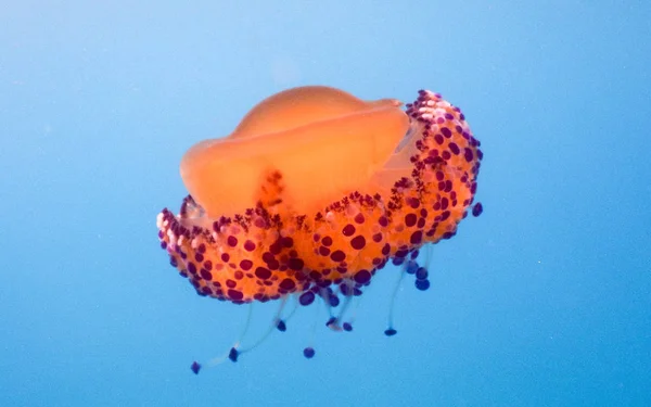 Cotylorhiza Tuberculata Also Known Mediterranean Jelly Fried Egg Jellyfish Mediterranean — Stock Photo, Image