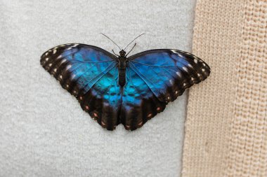 Morpho Peleides ya da bilinen adıyla Peleides blue morpho, tropikal bir kelebek. Burada kanatlarının üst tarafını gösteriyor.