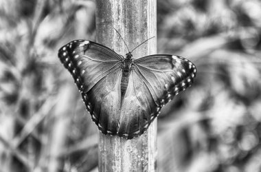 Morpho Peleides ya da bilinen adıyla Peleides blue morpho, tropikal bir kelebek. Burada kanatlarının üst tarafını gösteriyor.