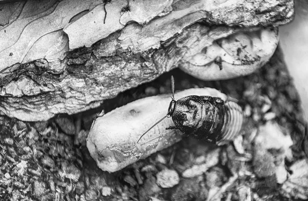 Madagaskar tıslayan hamamböceği nam-ı diğer Gromphadorina Portentosa muz yerken. Hamamböceğinin en büyük türlerinden biridir.