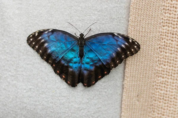 Morpho Peleides Também Conhecido Como Peleides Blue Morpho Morpho Comum — Fotografia de Stock