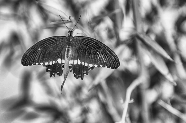 シロオビアゲハ 別名悪しモルモンは 熱帯の蝶です 葉の上に立っている間ここで示されています — ストック写真