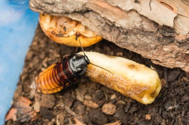 Madagascar hissing cockroach aka Gromphadorina Portentosa while eating a banana. It is one of the largest species of cockroach clipart