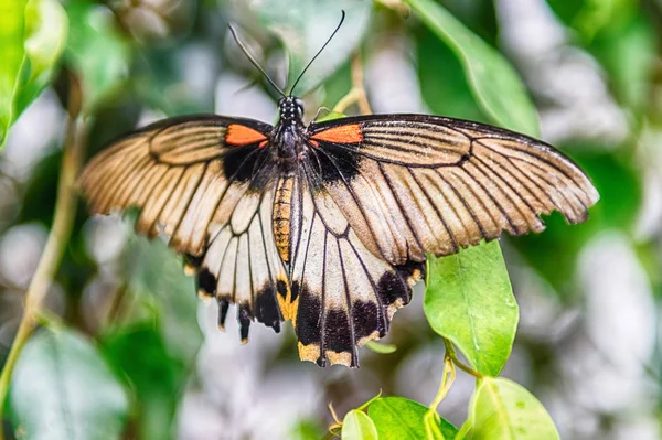 Papilio Lowi Também Conhecido Como Grande Mórmon Amarelo Rabo Andorinha — Fotografia de Stock