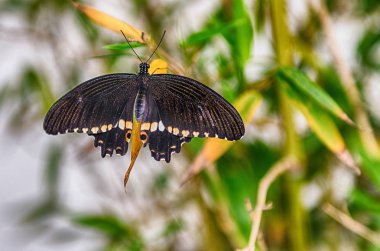 Papilio polytes, aka rcommon Mormon tropikal bir kelebek olduğunu. Burada duran bir yaprak üzerinde gösterilen