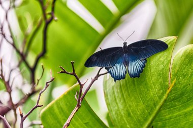 Papilio memnon, nam-ı diğer Büyük Mormon tropikal bir kelebek. Burada bir yaprağın üzerinde dururken gösteriliyor