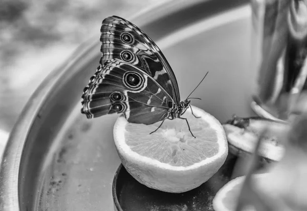 Morpho Peleides Auch Peleides Blue Morpho Oder Gemeiner Morpho Genannt — Stockfoto