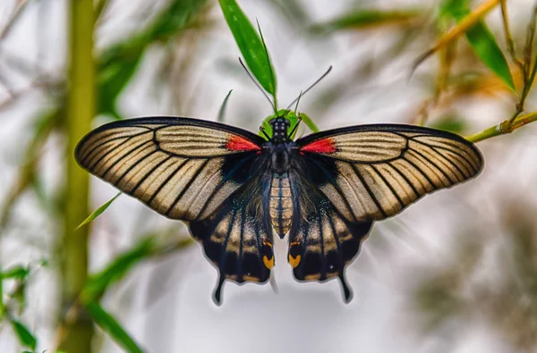 Papilio Memnon Também Conhecido Como Grande Mórmon Uma Borboleta Tropical — Fotografia de Stock