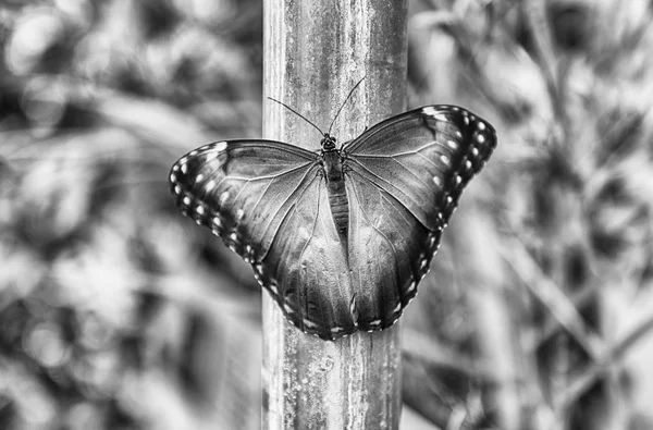 Morpho Peleides Também Conhecido Como Peleides Blue Morpho Morpho Comum — Fotografia de Stock