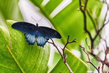 Papilio memnon, nam-ı diğer Büyük Mormon tropikal bir kelebek. Burada bir yaprağın üzerinde dururken gösteriliyor