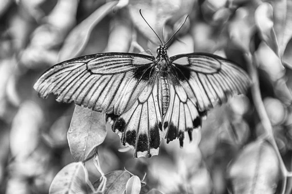 Papilio Lowi Também Conhecido Como Grande Mórmon Amarelo Rabo Andorinha — Fotografia de Stock