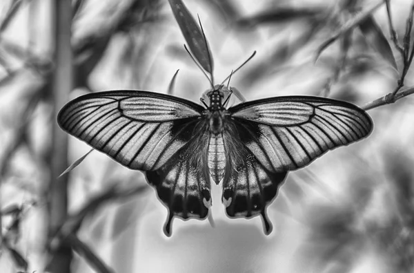 Papilio Memnon Também Conhecido Como Grande Mórmon Uma Borboleta Tropical — Fotografia de Stock