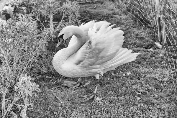 Wildlife Scene Beautiful White Feathered Swan Bird Natural Environment — Stock Photo, Image