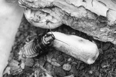 Madagaskar tıslayan hamamböceği nam-ı diğer Gromphadorina Portentosa muz yerken. Hamamböceğinin en büyük türlerinden biridir.