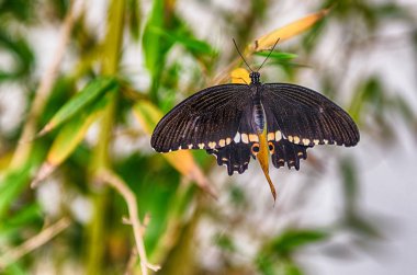 Papilio polytes, aka rcommon Mormon tropikal bir kelebek olduğunu. Burada duran bir yaprak üzerinde gösterilen