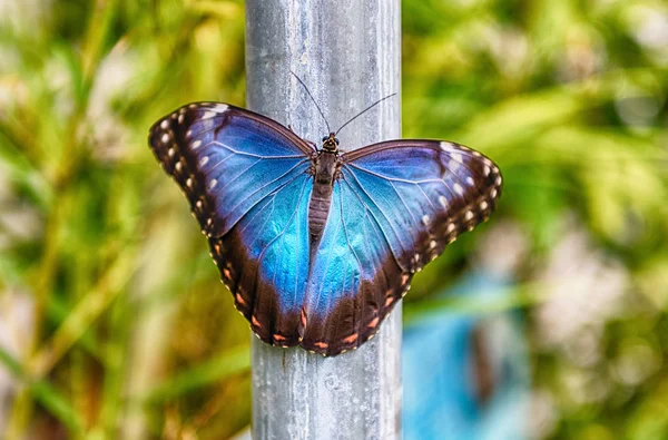 Morpho Peleides Auch Peleides Blue Morpho Oder Gemeiner Morpho Genannt — Stockfoto