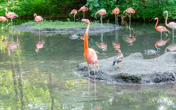 カラフルなフラミンゴ池で水浴びのグループ — ストック写真