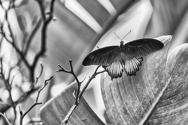 Papilio Memnon Aka Great Mormon Tropical Butterfly Here Shown While — Stock Photo, Image