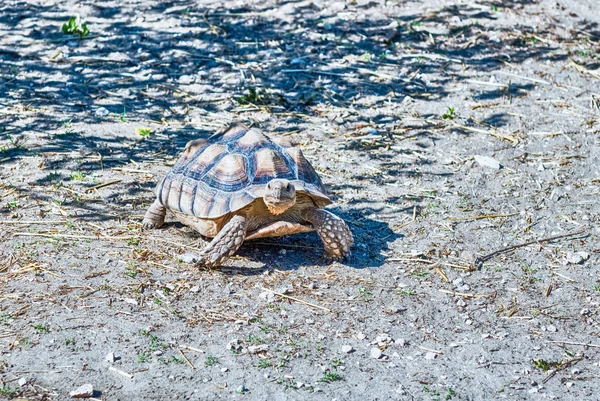 African Spurred Tortoise Also Known Sulcata Tortoise Land Turtle Walking — Stock Photo, Image