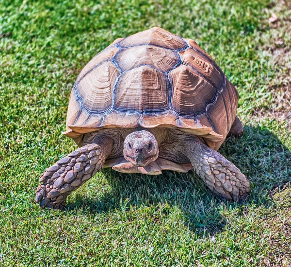 Tortue Africaine Également Connue Sous Nom Tortue Sulcata Tortue Terrestre — Photo