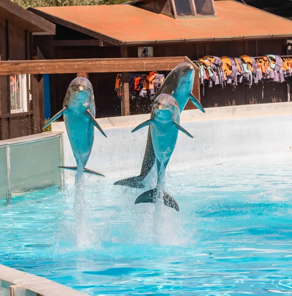 Trois Beaux Dauphins Sautant Dans Une Piscine Montrant Leurs Capacités — Photo