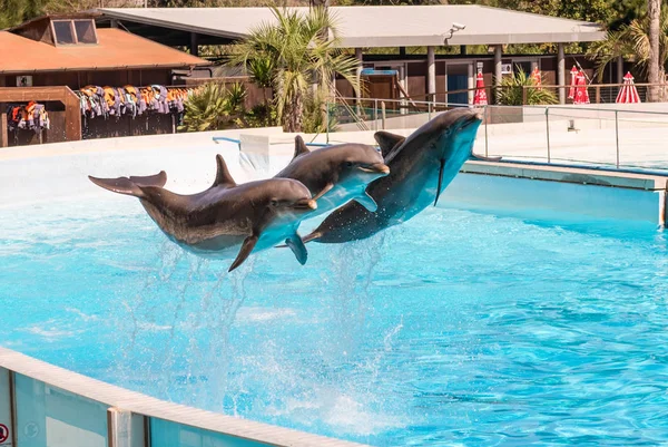 Trois Beaux Dauphins Sautant Dans Une Piscine Montrant Leurs Capacités — Photo