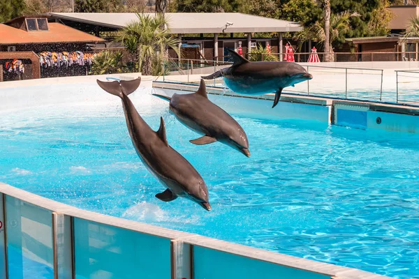 Trois Beaux Dauphins Sautant Dans Une Piscine Montrant Leurs Capacités — Photo