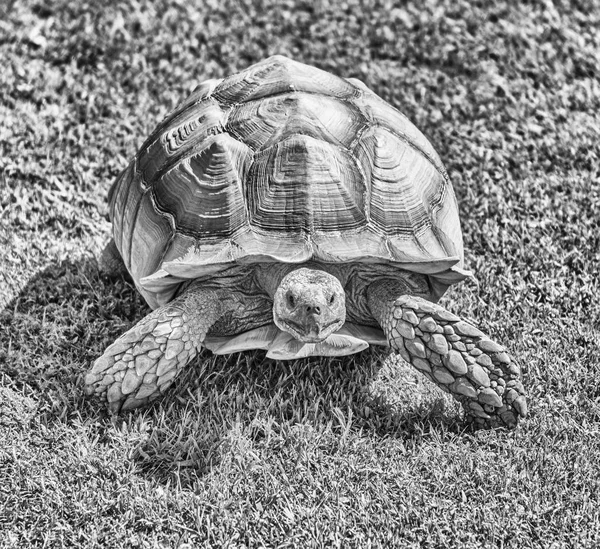 African Spurred Tortoise Also Known Sulcata Tortoise Land Turtle Walking — Stock Photo, Image