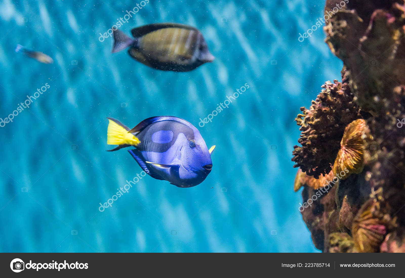 closeup paracanthurus hepatus species