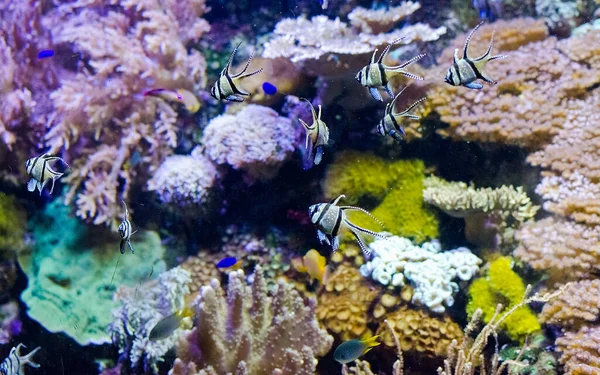 Detalle de un acuario con peces tropicales — Foto de Stock