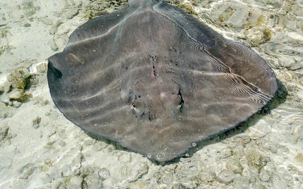 法属波利尼西亚泻湖中漂浮的刺灰色 — 图库照片