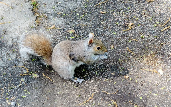 Eichhörnchen essen eine Eichel in Boston öffentlichen Garten, USA — Stockfoto