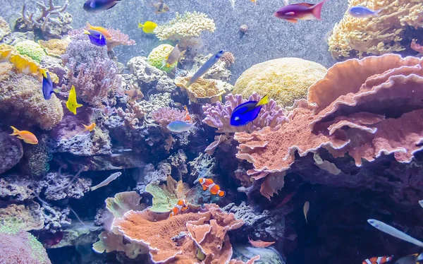 Trópusi Akvárium, Nemzeti Természettudományi Múzeum, Washington — Stock Fotó