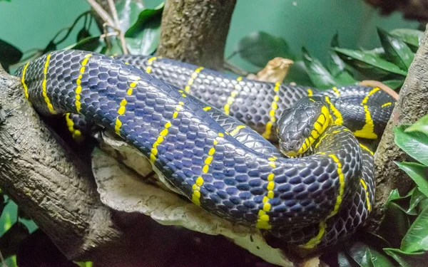 Mangrove Snake — Stock Photo, Image