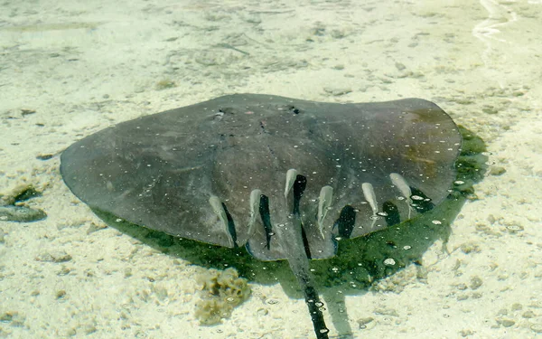 Stingray Flottant Dans Lagune Turquoise Moorea Polynésie Française — Photo