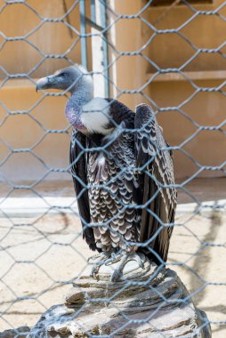 Hayvanat bahçesi parkında tel örgülerin arkasında sessiz bir akbaba.