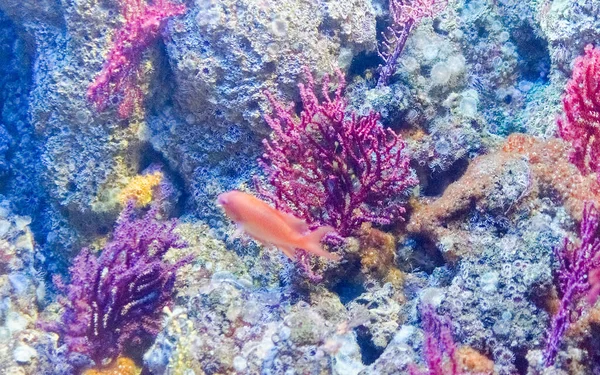 Szczegóły Akwarium Tropikalnymi Rybami Koralowcami — Zdjęcie stockowe