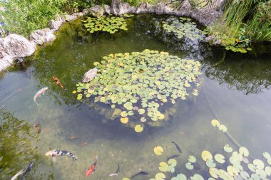 Monako - 13 AĞUSTOS: 13 Ağustos 2019 'da Monako Prensliği' nde yer alan çok çeşitli kaktüs ve sulu bitkileriyle ünlü botanik bahçesi Jardin Exotique de Monaco manzarası
