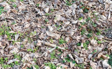 Kuru yaprak dokusu. Sonbahar mevsimi kavramı