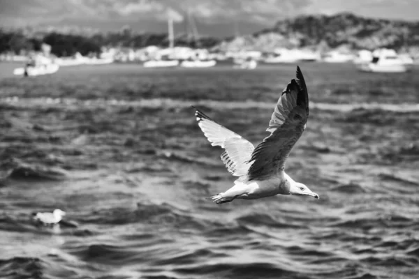 Closeup of a seagull flying over the sea near the island of Budelli in the Maddalena Archipelago, Sardinia, Italy