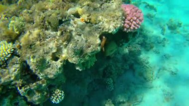 Kızıl Deniz 'deki deniz altı mercan kayalıklarında Dahab, Güney Sina, Mısır' daki Mavi Delik 'te bir grup Thalassoma Rueppellii, nam-ı diğer Klunzinger' in Wrasse 'ını sergiliyor.