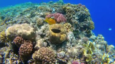 Kızıl Deniz 'deki mercan kayalıklarında sualtı deniz manzarası, Sharm el Sheikh, Güney Sina, Mısır, Assasi ya da Arap Picassofish olarak da bilinir.