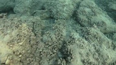 Longonsardo kulesi ya da İspanyol kulesi, Santa Teresa Gallura 'nın simgesel simgesi, İtalya' nın Sassari eyaletinde, Sardunya 'nın kuzey ucunda yer alıyor.