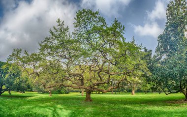 CASERTA, İtalya - 1 Nisan 2024: Caserta Kraliyet Sarayı 'nın huzurlu bahçelerinde yakalanan antik yayılan ağaç