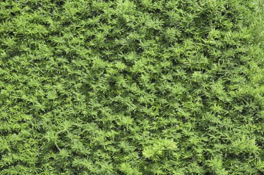 Doğal yeşil duvar. Arka plan ve doku doğal yeşil yaprak.