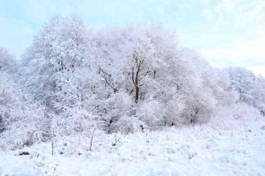 Kış. Kar yağdıktan sonra. Yeni yağmış karla kaplı ağaçların manzarası.