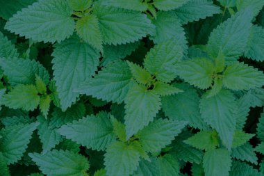 Taze yeşil ısırgan otu çalısı.