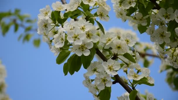 Une Branche Une Poire Fleurs Luxuriantes Balançant Dans Vent Gros — Video