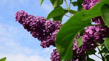 Yeşil yapraklı çiçek açan bir leylak dalı. Rüzgarda ve gökyüzünde sallanıyor. Arka planda bulutlar var..
